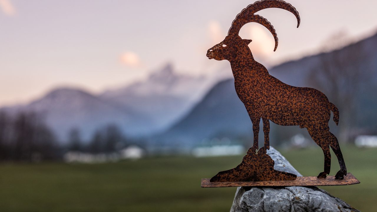 Steinbock mit Watzmann Steinbock mit Watzmann